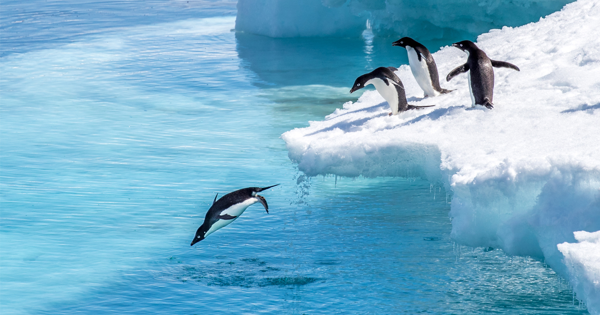 Become a Penguin: Unlocking First Mover Advantage Through External Supply Chain Synchronization
